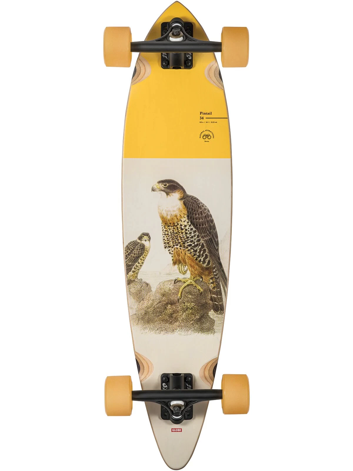 Globe Pintail 34 Falcon Complete Longboard - Image 2