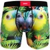 Undz Classic Boxer Parrot